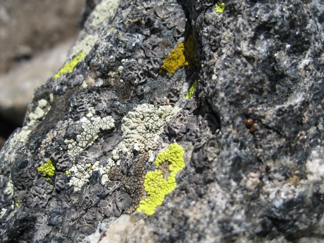 12-lichen-a