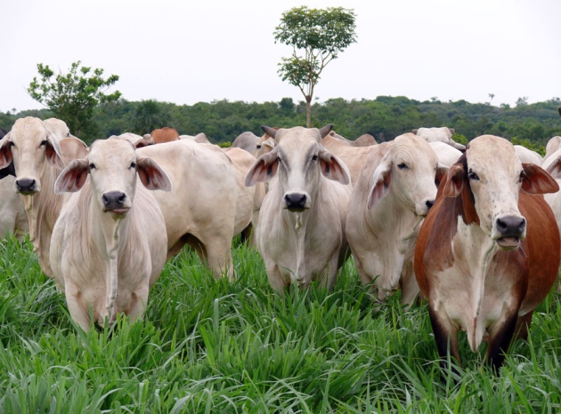 1_13763_P1020346Low Emission Grass