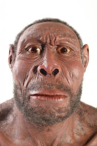 homo-erectus_459008-681x1024[1]