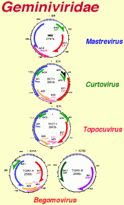 Geminivirus_GO_WP