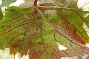 Underside redening veins