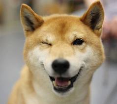 Wink Dog