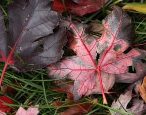 KEF_2013_11_01_9723-Edit Maple