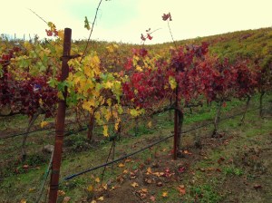 Sample 15 CS4 1103P  IMG_0760