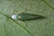 Blue Green Sharpshooter