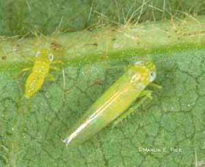 grape leafhopper instar