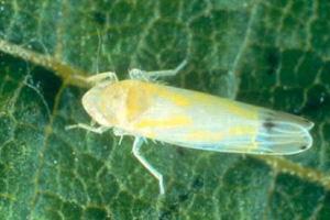 Leafhopper%20grape%20adult