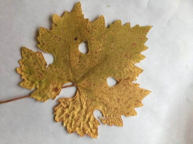 Red spots canopy crash