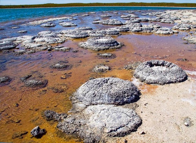 stromatolites